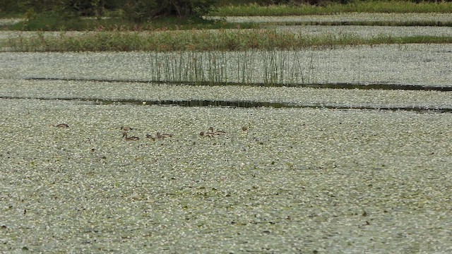 אווזון קטן - ML647540275
