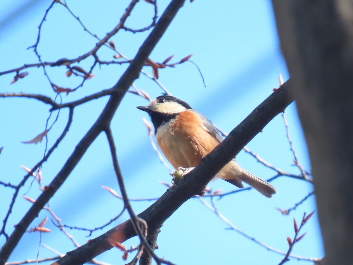 Varied Tit - ML647540276