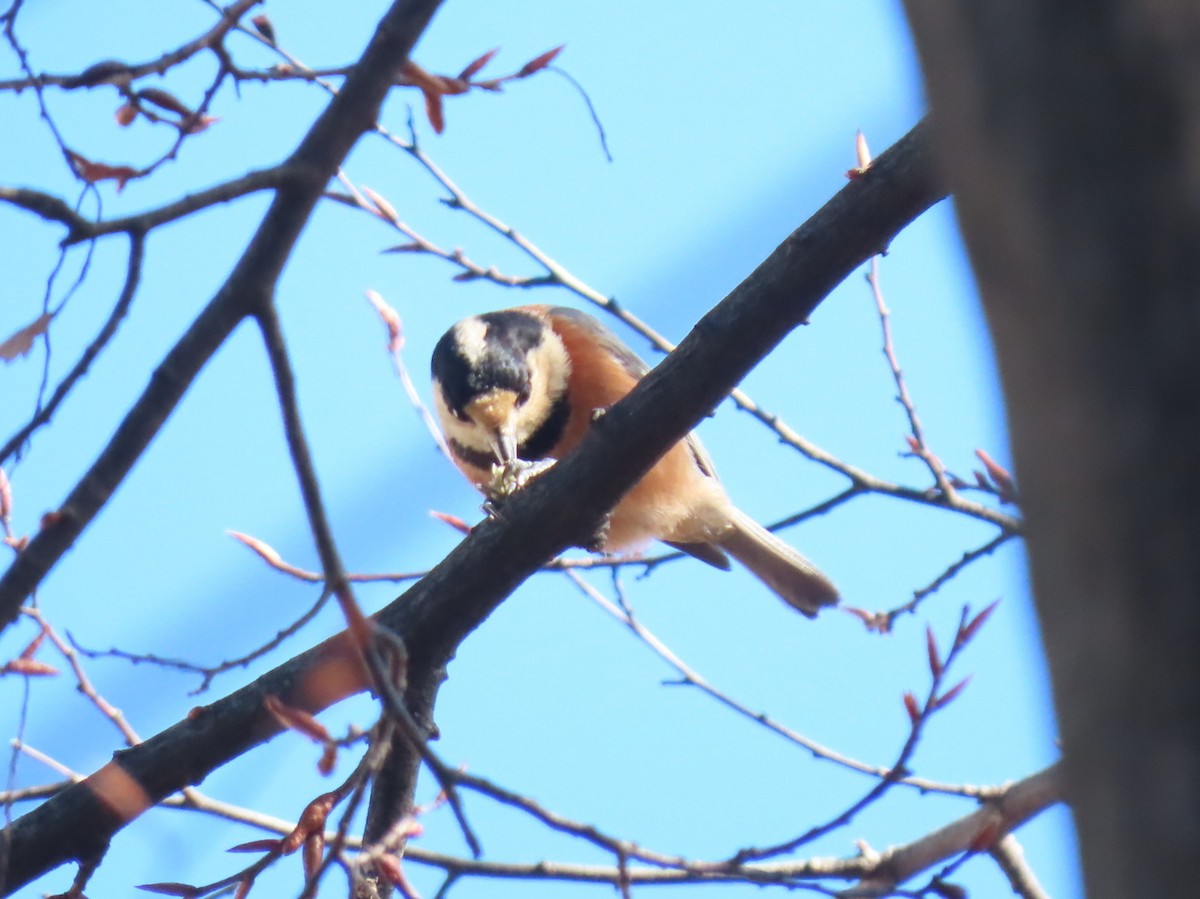 Varied Tit - ML647540288