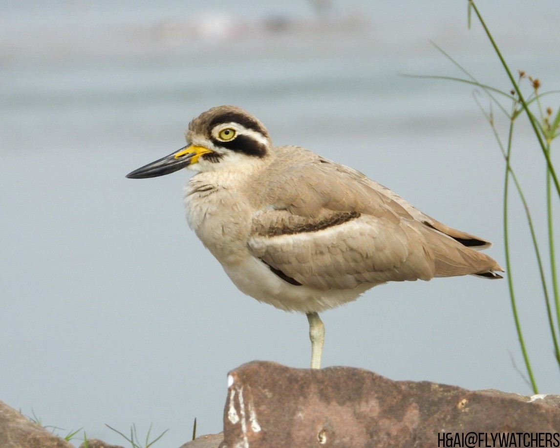 Great Thick-knee - ML647540292