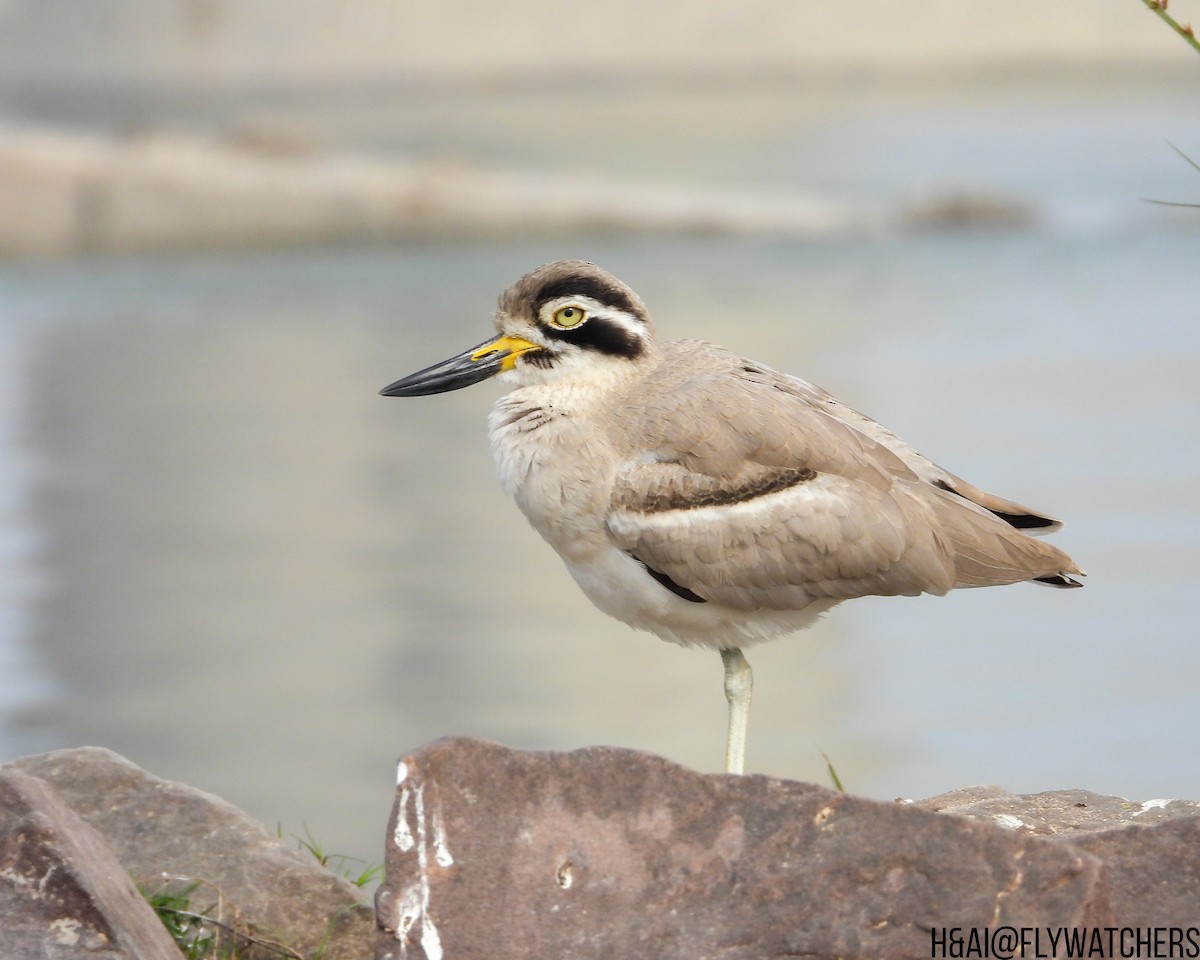 Great Thick-knee - ML647540293