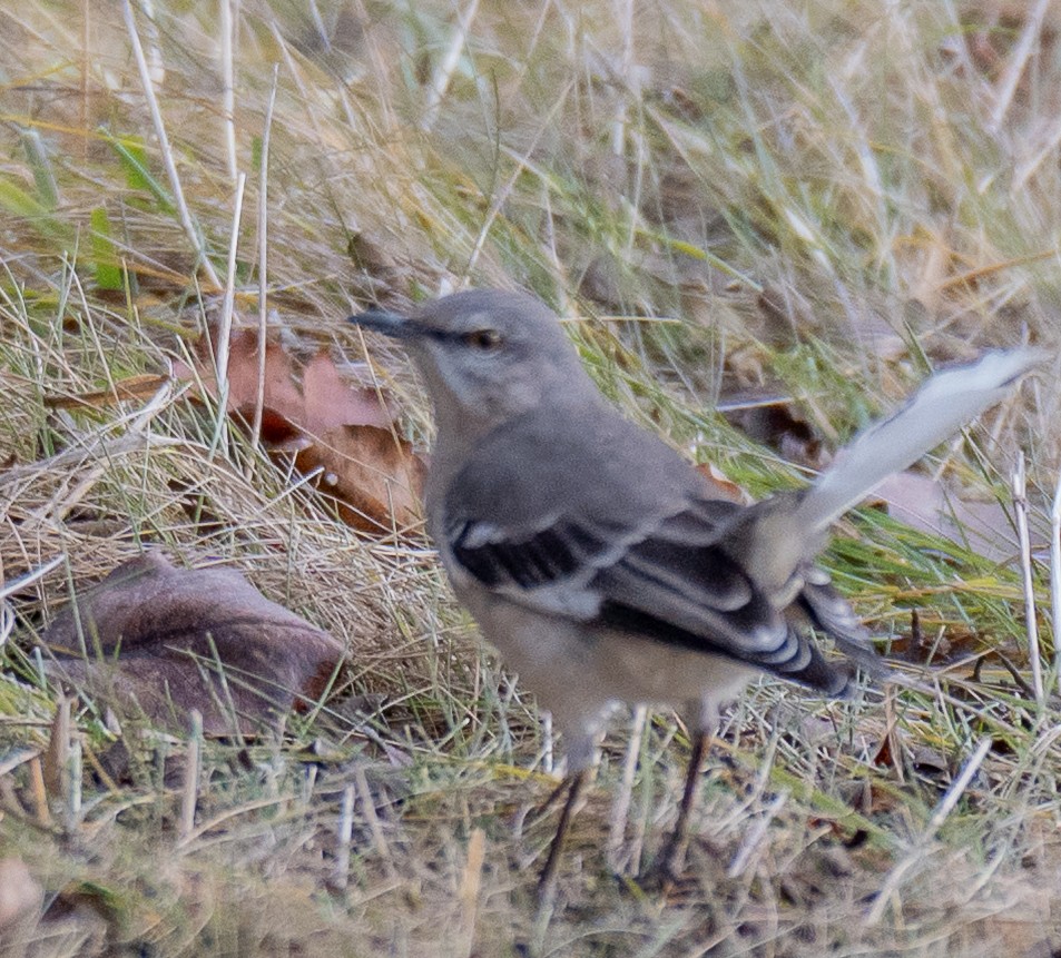 Northern Mockingbird - ML647540296