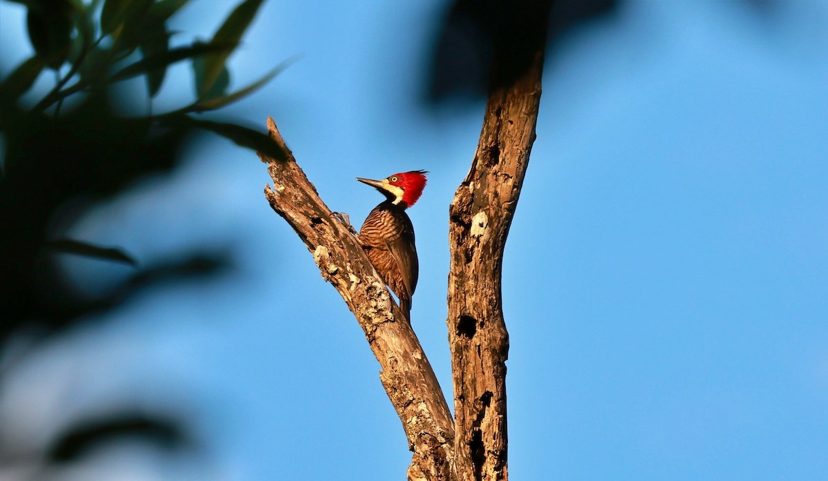 Crimson-crested Woodpecker - ML647540301