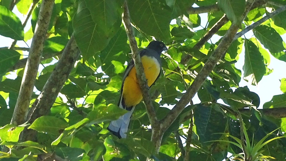 Citreoline Trogon - ML647540324