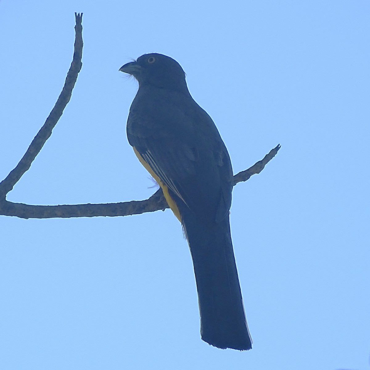 Citreoline Trogon - ML647540325