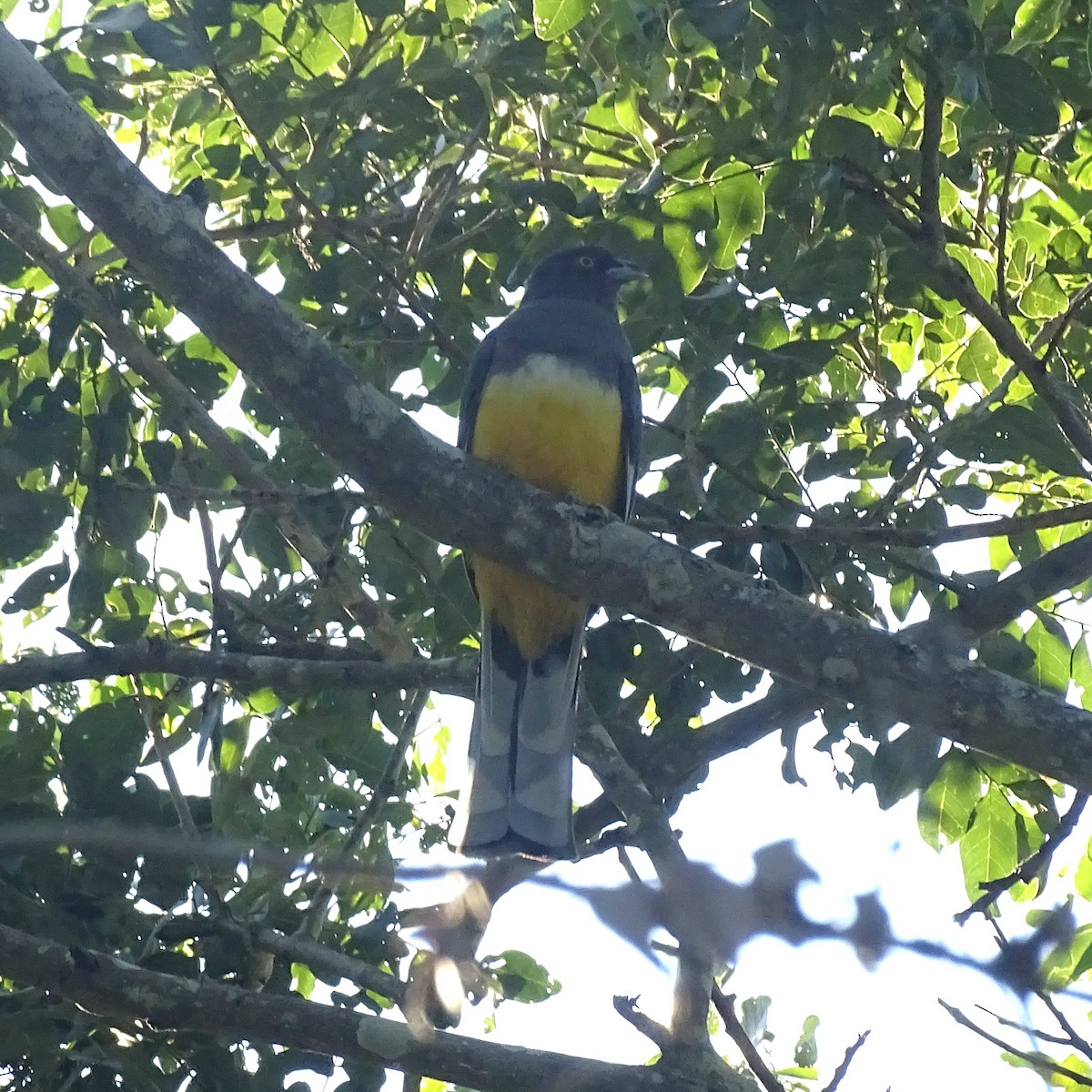 Citreoline Trogon - ML647540326