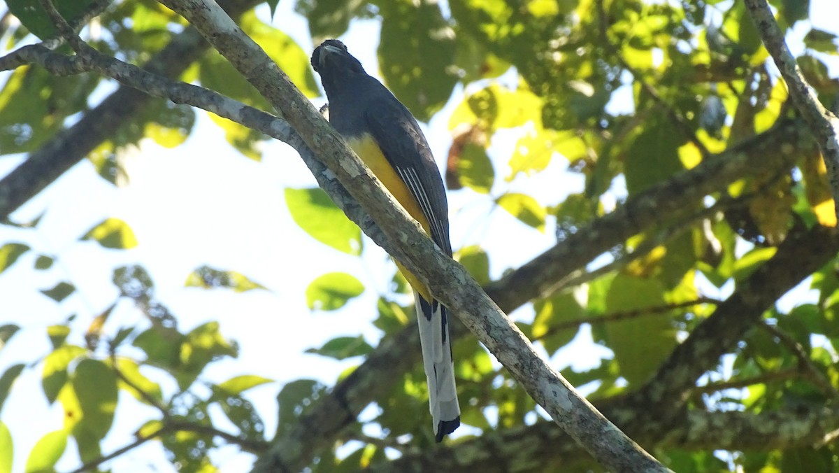 Citreoline Trogon - ML647540327