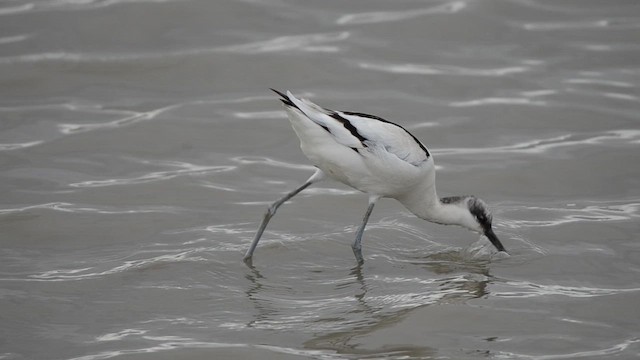 סייפן - ML647540331