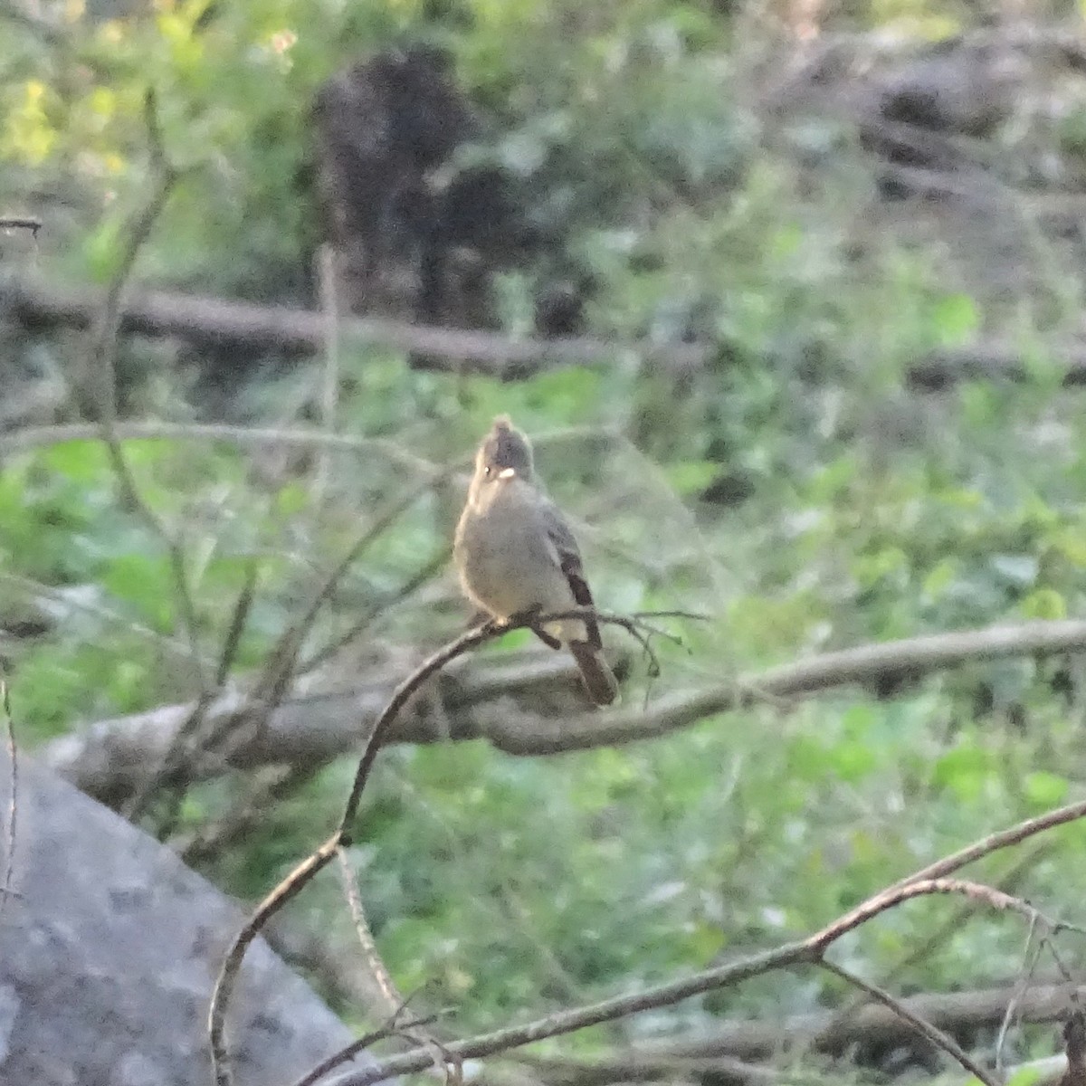 Greater Pewee - ML647540338