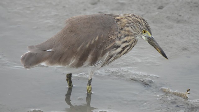אנפית סינית - ML647540342