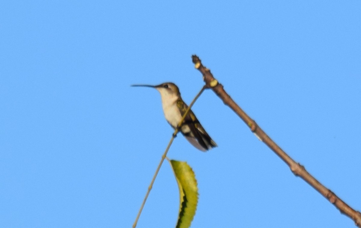 Ruby-throated Hummingbird - ML647540343