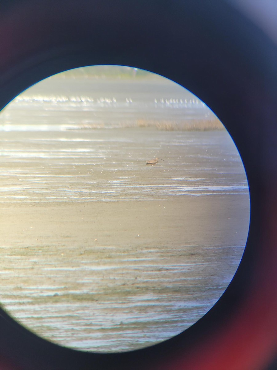 Long-billed Curlew - ML647540344