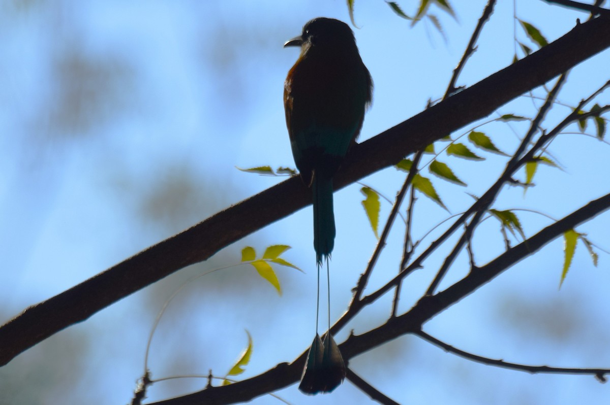Turquoise-browed Motmot - ML647540347