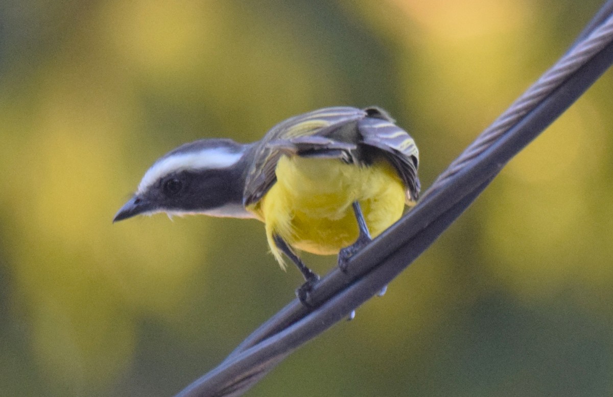 Красношапочный бентеви - ML647540356