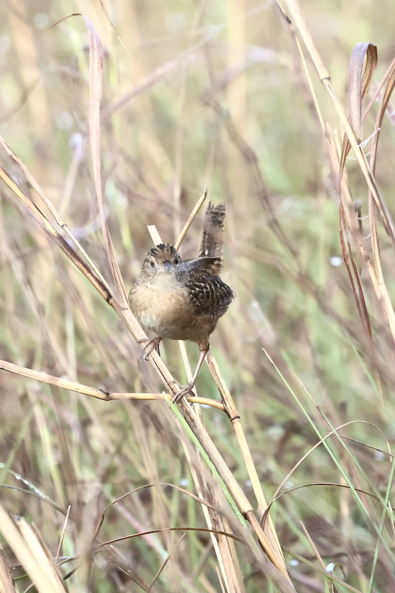 Sedge Wren - ML647540358