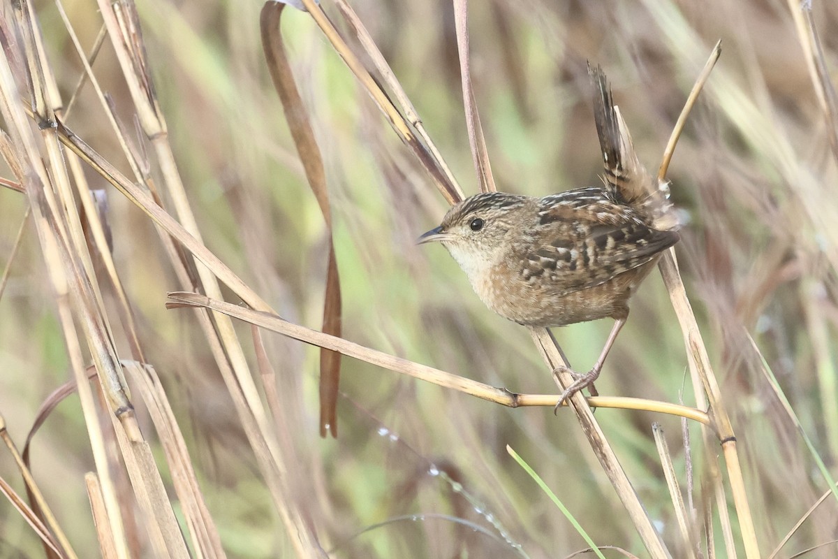Sedge Wren - ML647540359