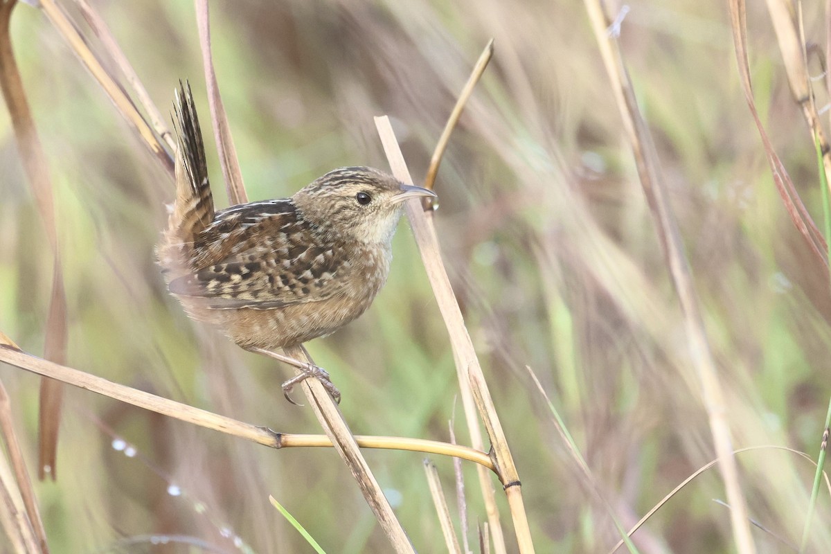 Sedge Wren - ML647540360