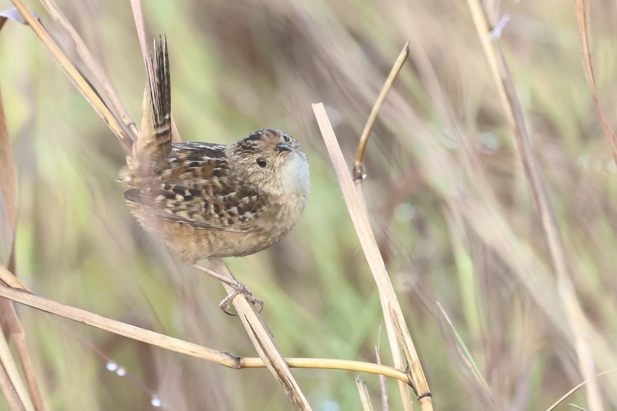 Sedge Wren - ML647540361