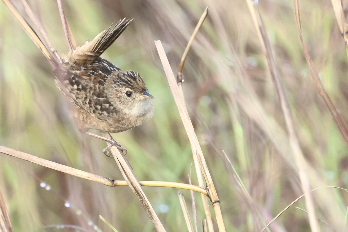 Sedge Wren - ML647540362