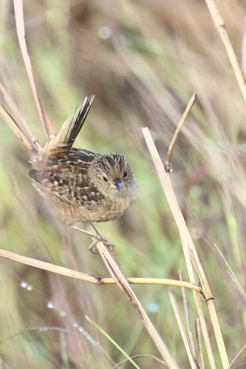 Sedge Wren - ML647540363