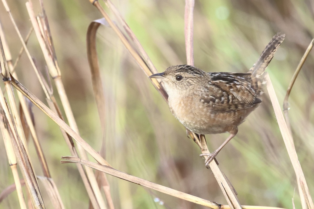 Sedge Wren - ML647540364