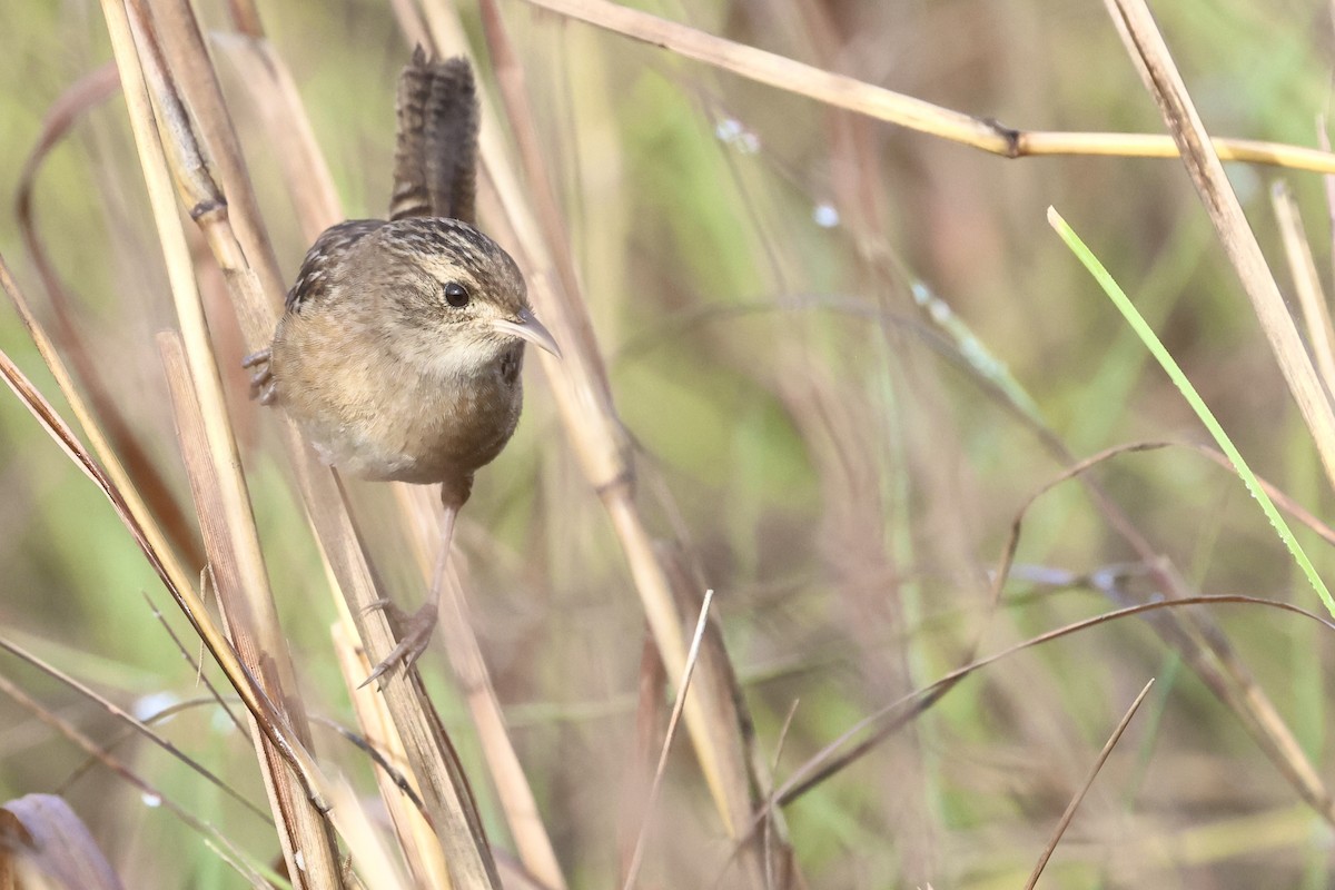 Sedge Wren - ML647540365