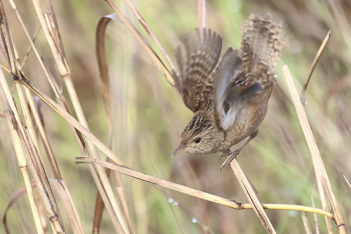 Sedge Wren - ML647540366