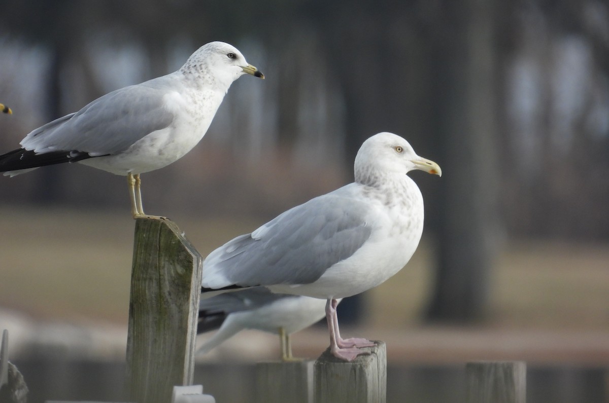 American Herring Gull - ML647540368