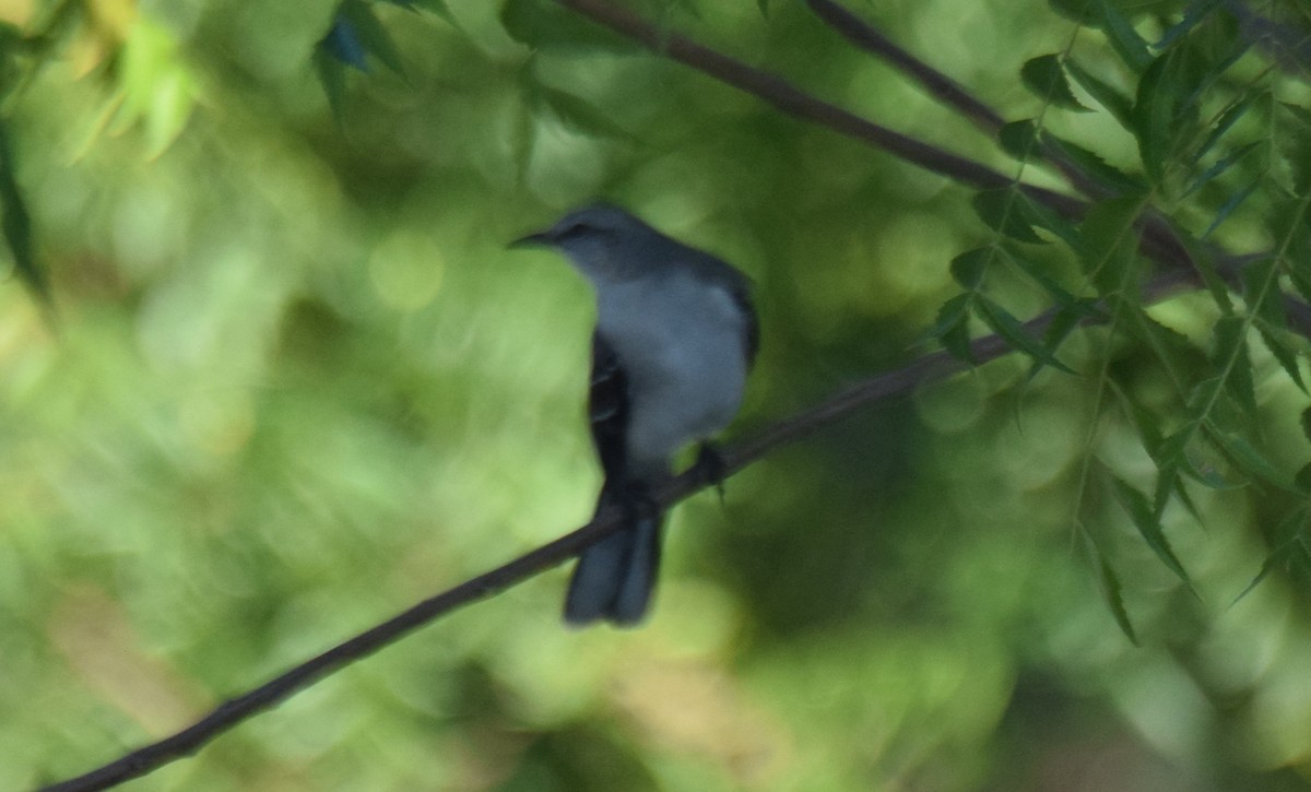 Tropikal Taklitçi - ML647540381