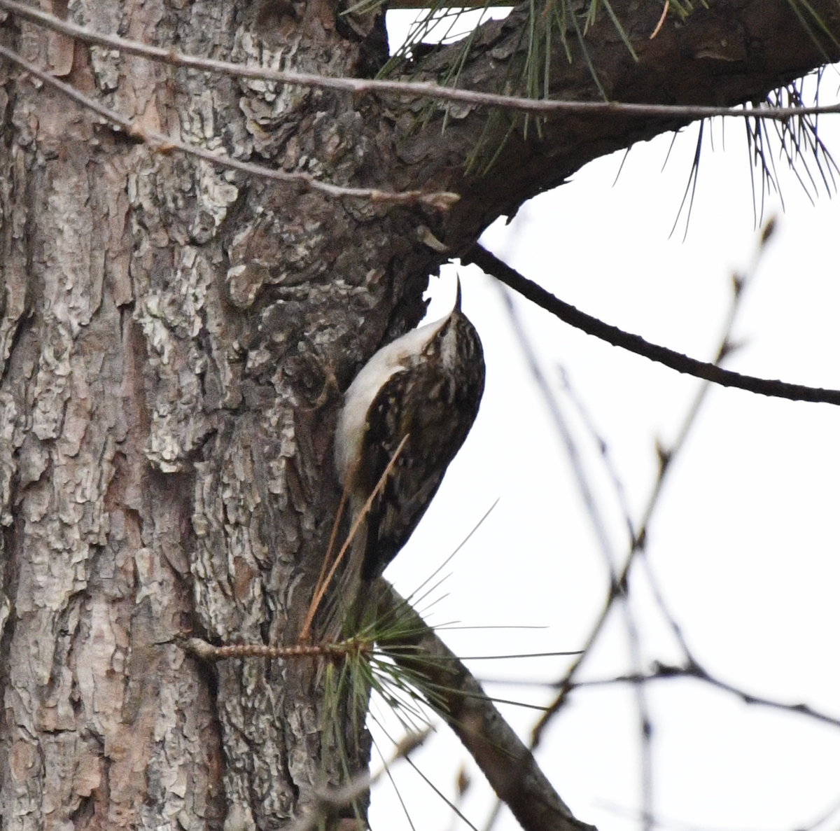 Brown Creeper - ML647540394
