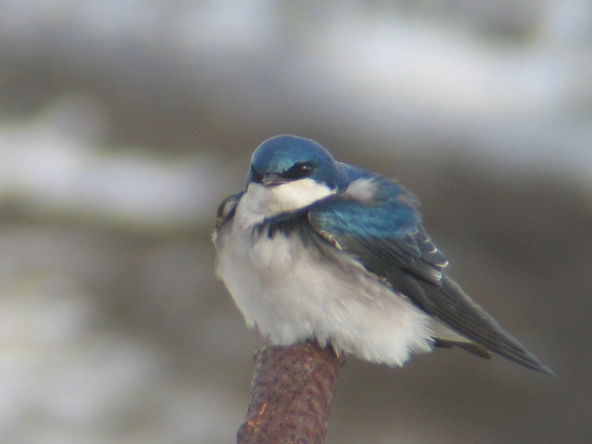 Tree Swallow - ML647540411
