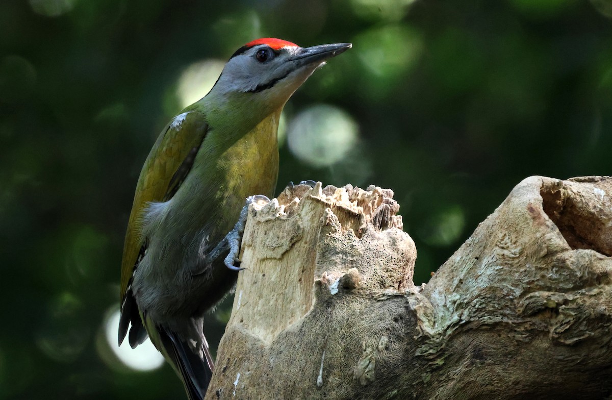 Pic cendré - ML647540417