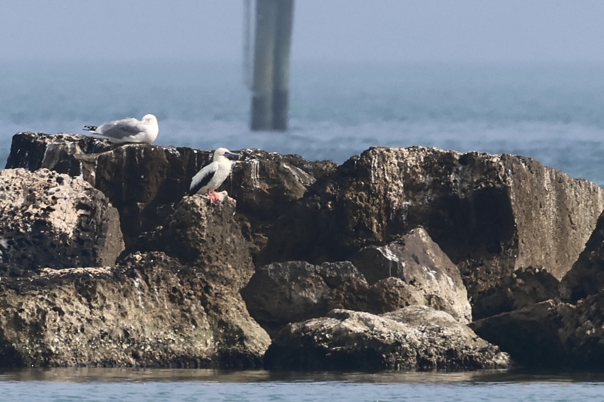 Red-footed Booby - ML647540419