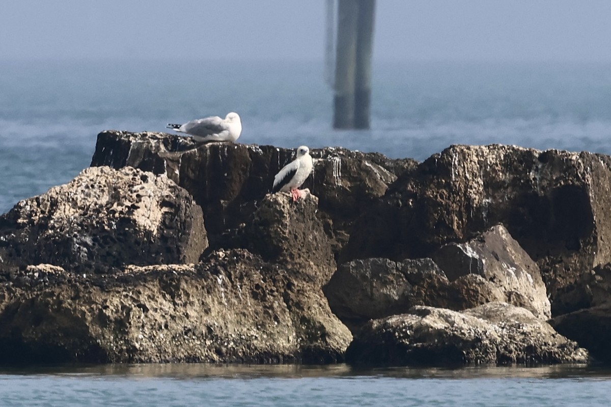 Red-footed Booby - ML647540420