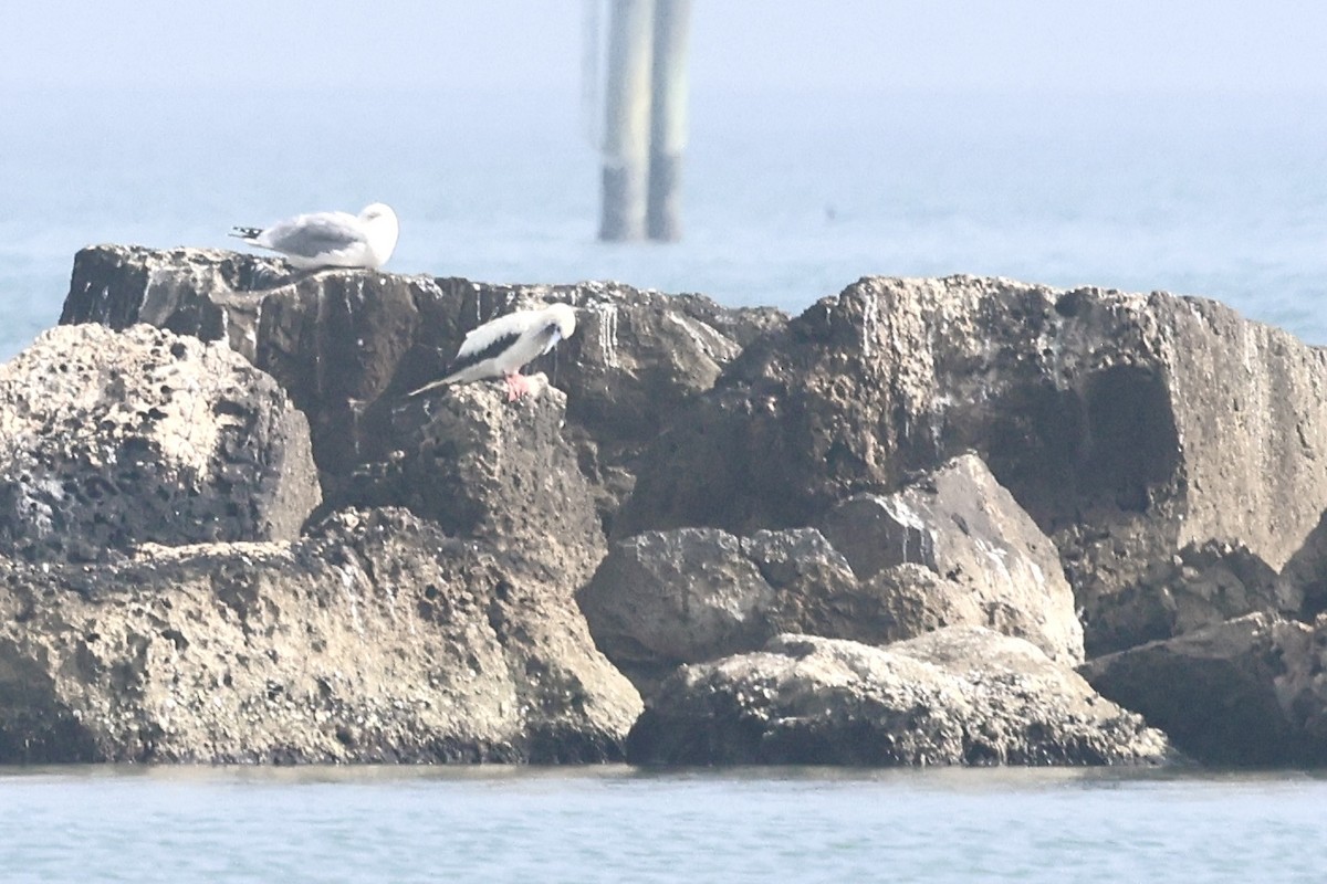 Red-footed Booby - ML647540421