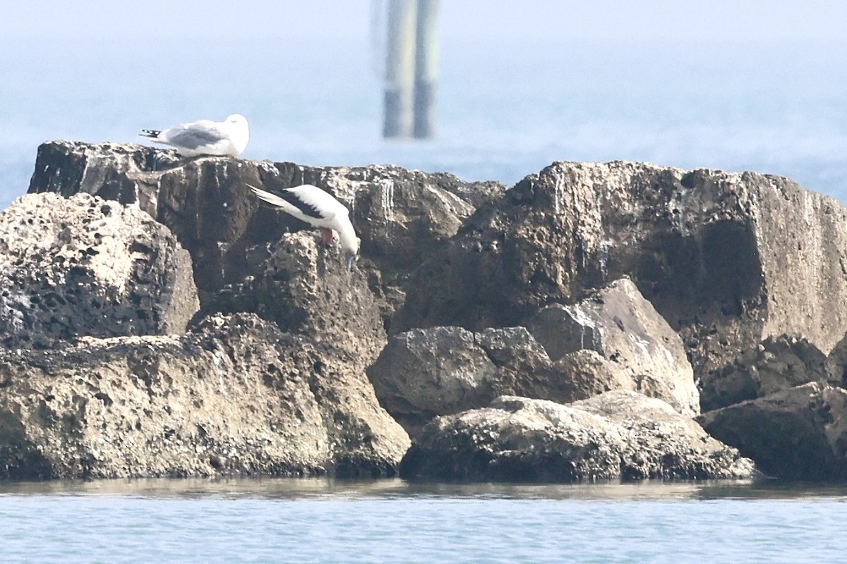 Red-footed Booby - ML647540422