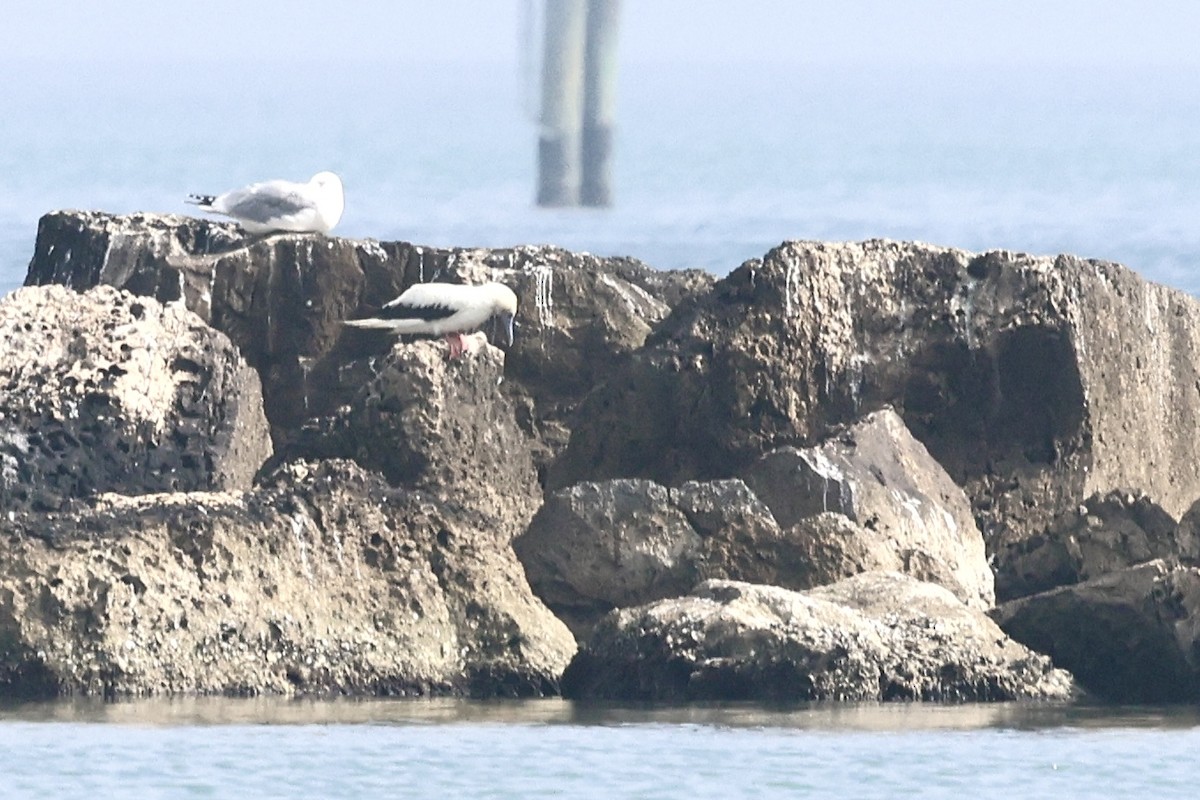 Red-footed Booby - ML647540423