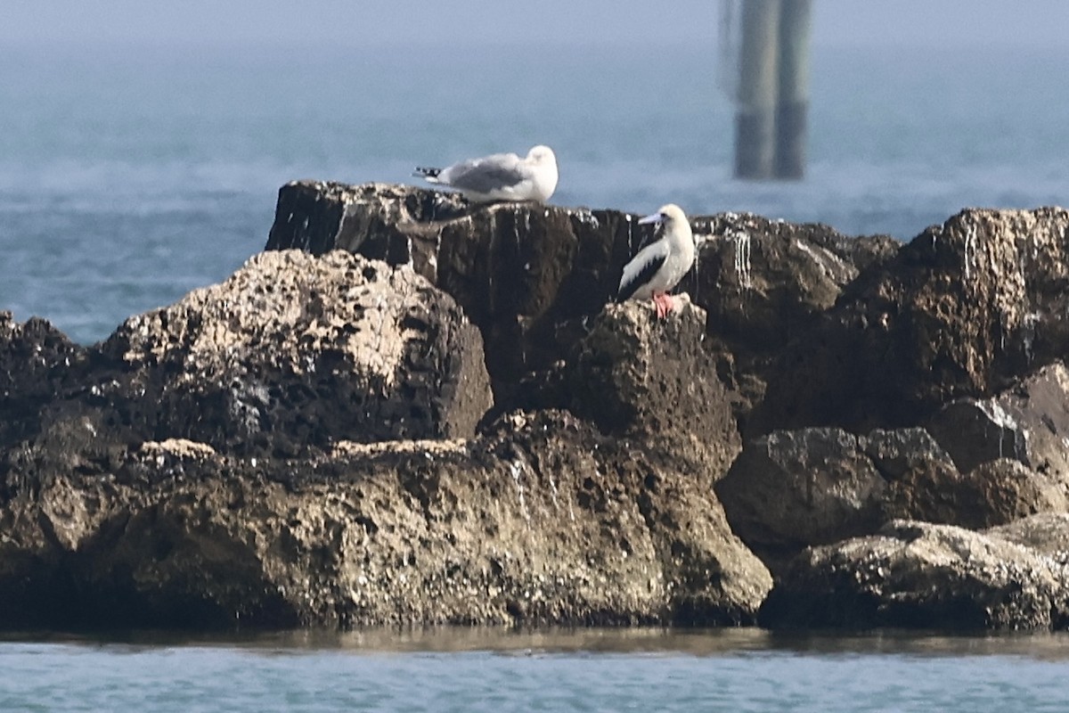 Red-footed Booby - ML647540424