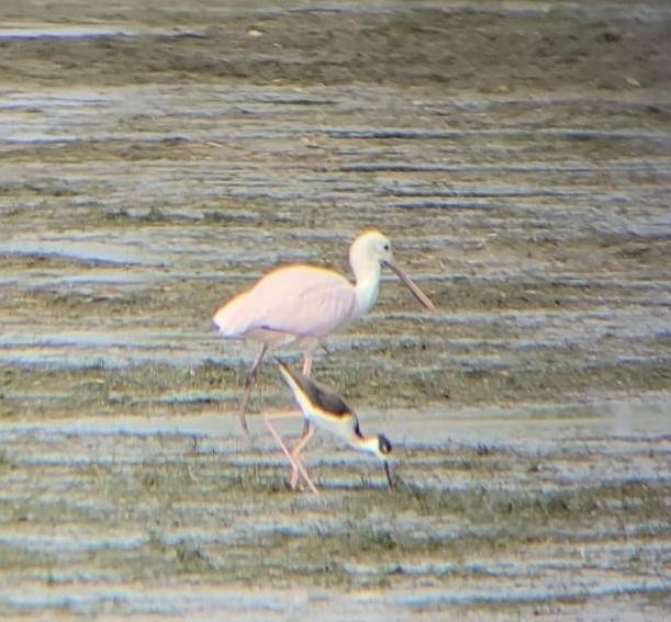 Roseate Spoonbill - ML647540428