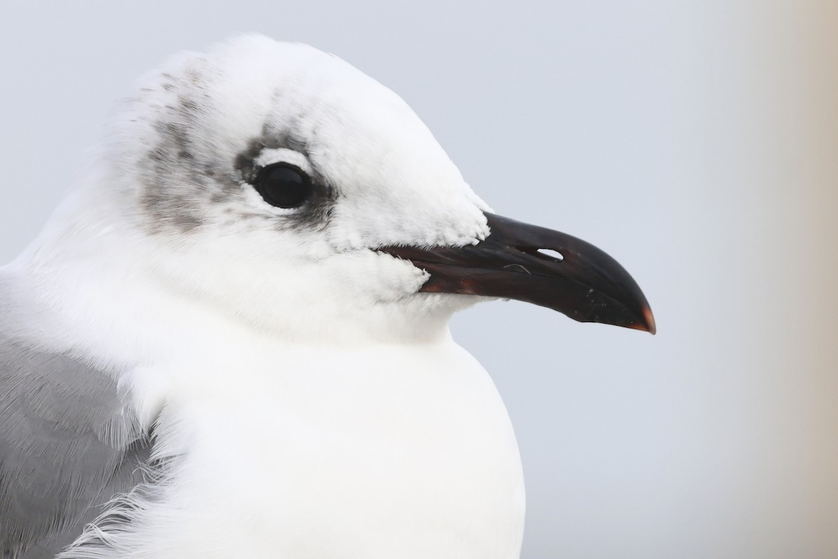 Gabbiano sghignazzante - ML647540442