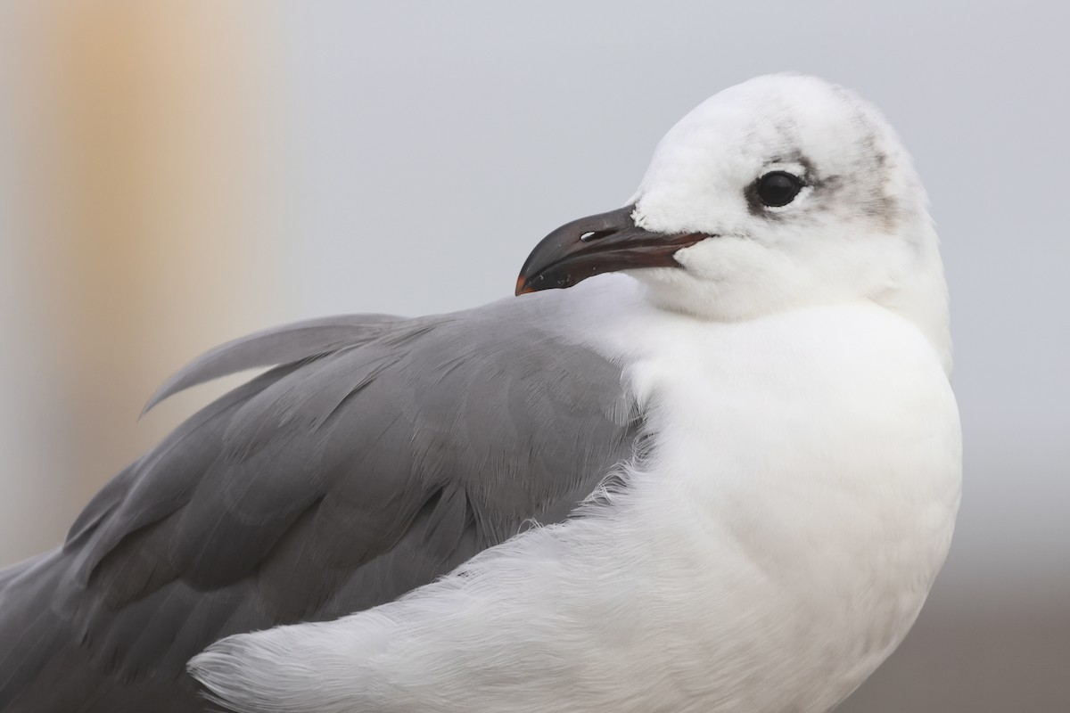 Gabbiano sghignazzante - ML647540443