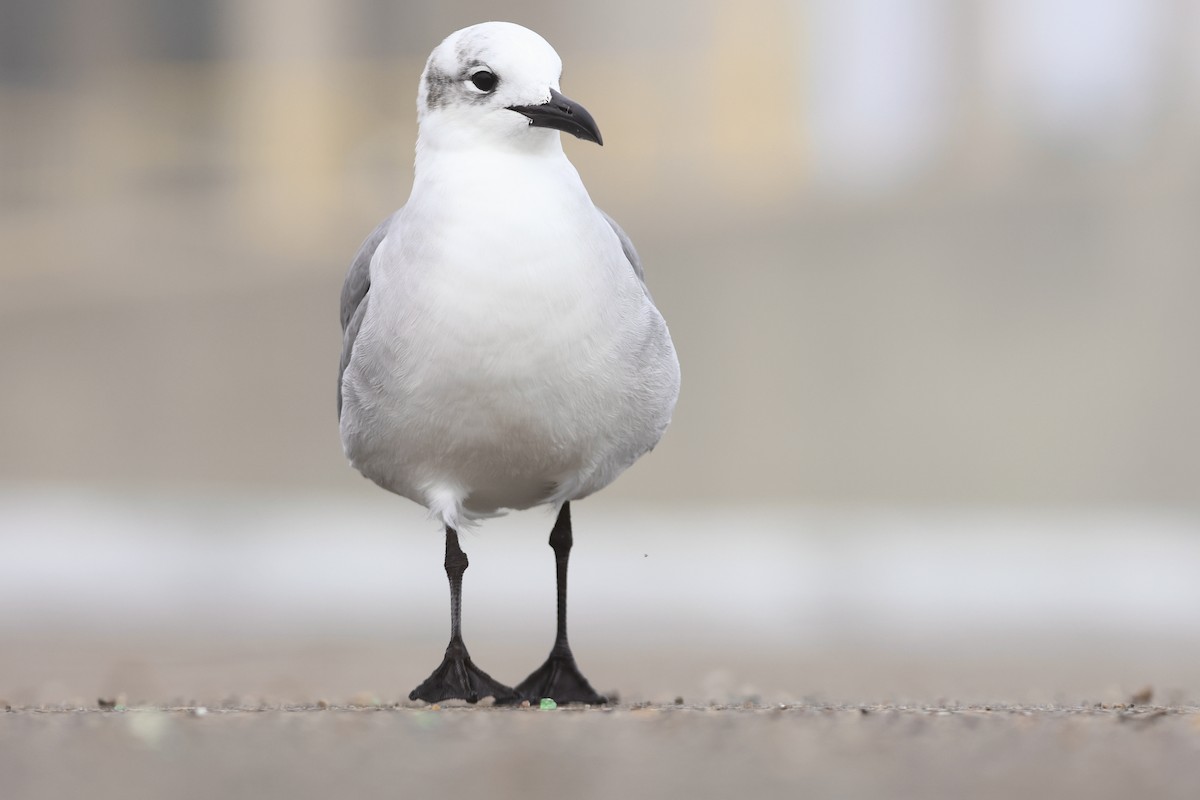 Gabbiano sghignazzante - ML647540444