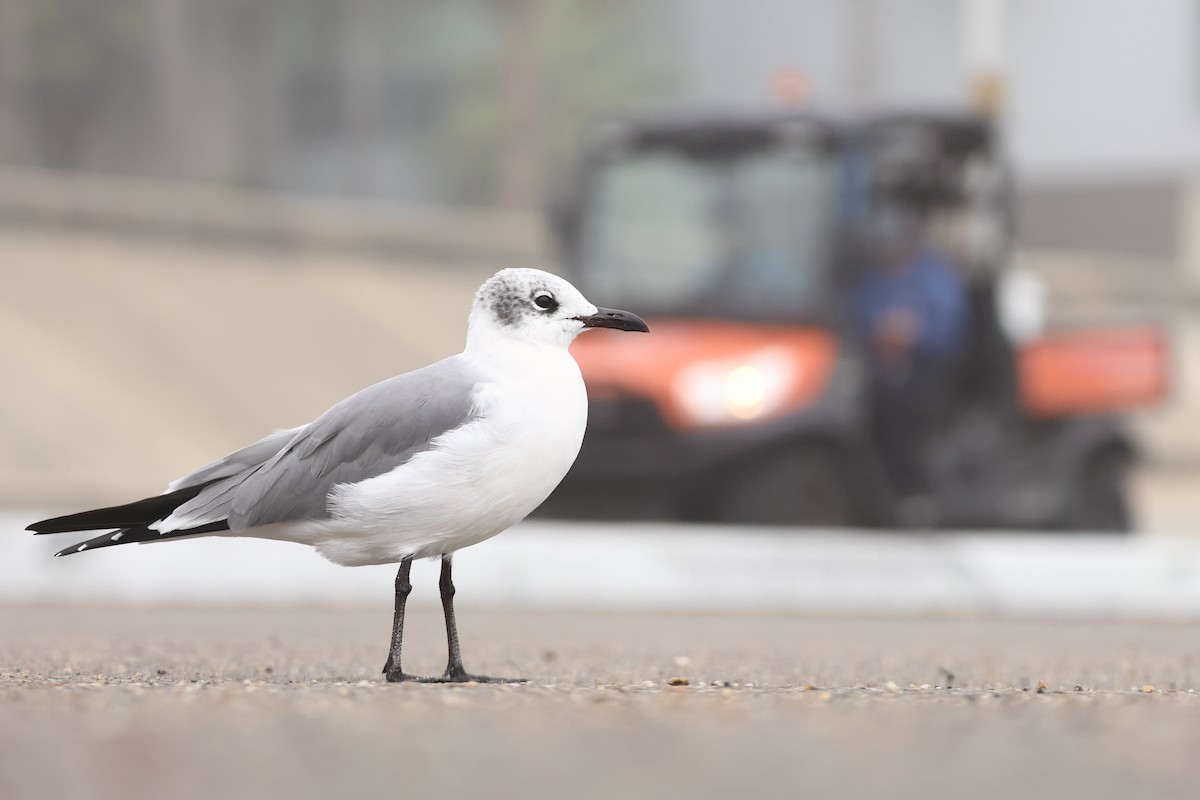 Gabbiano sghignazzante - ML647540445