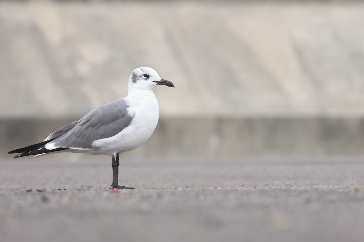 Gabbiano sghignazzante - ML647540447