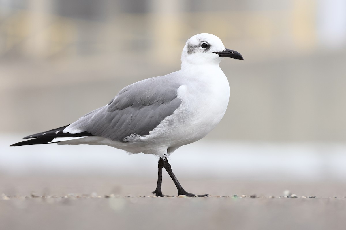 Gabbiano sghignazzante - ML647540448