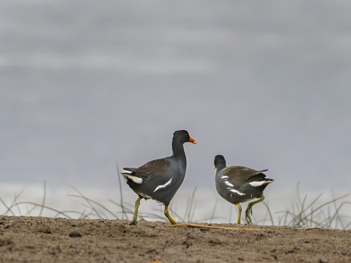 סופית אמריקנית - ML647540450