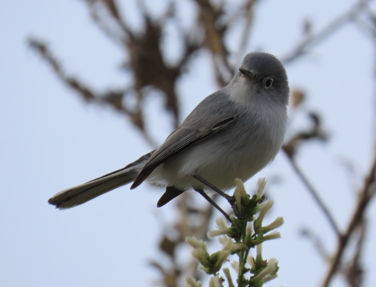 Комароловка сиза - ML647540451