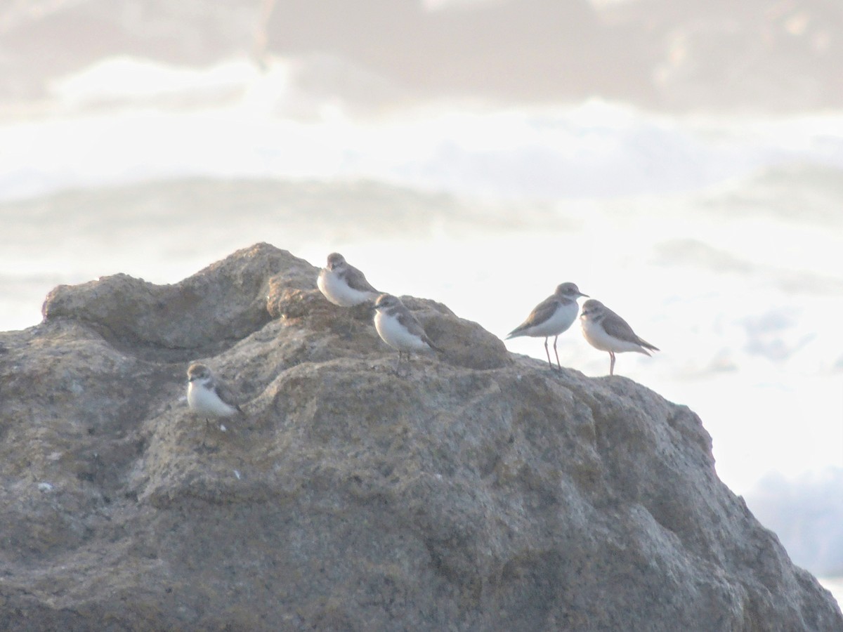 Tibetan Sand-Plover - ML647540458