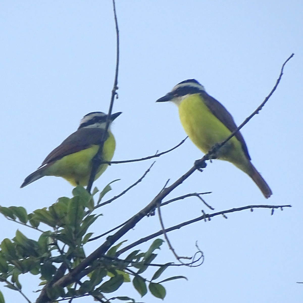 Boat-billed Flycatcher - ML647540475