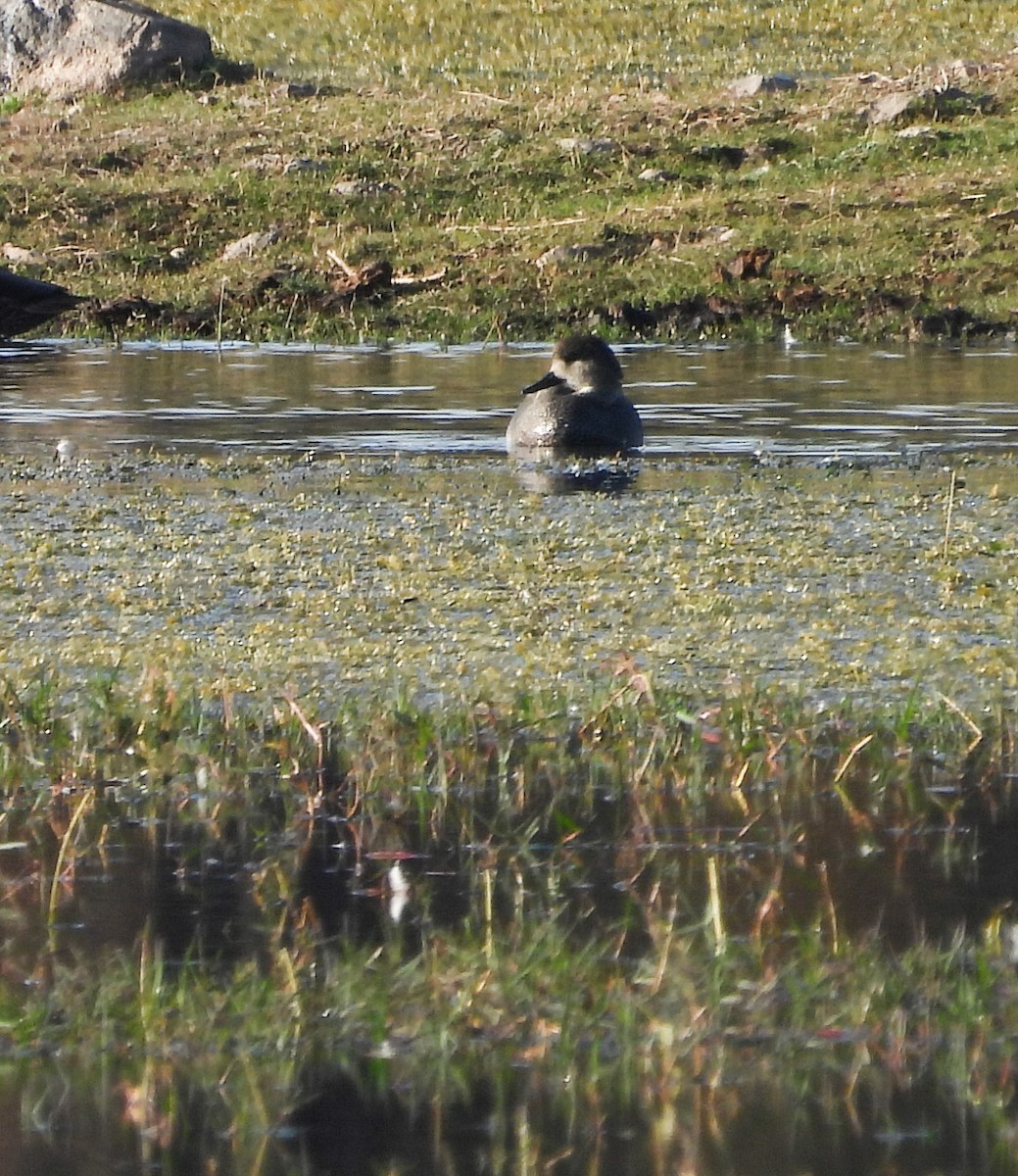 オカヨシガモ - ML647540477